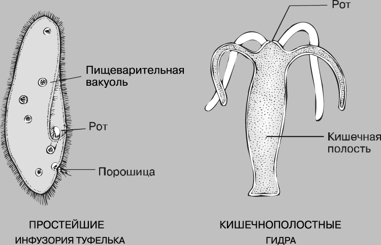 Kraken торрент